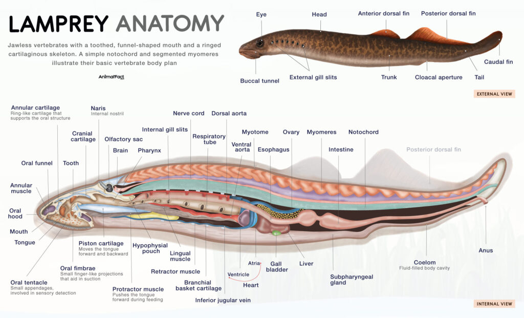 Lamprey Anatomy