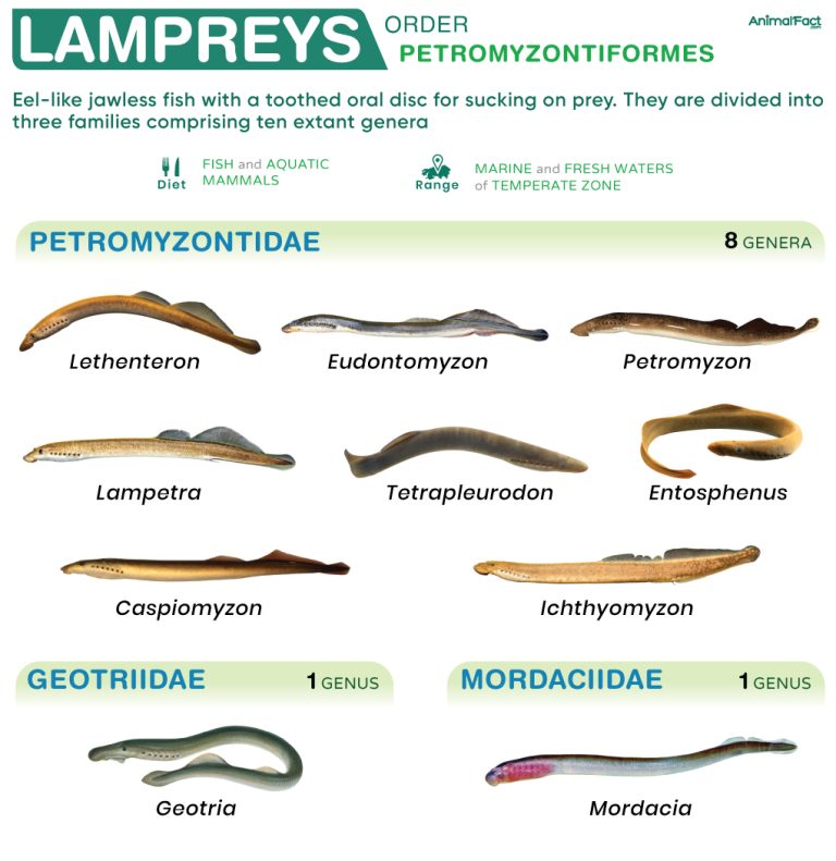 Lamprey (Petromyzontiformes)