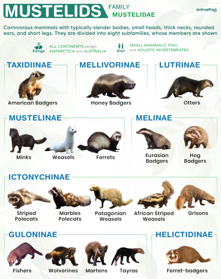 Mustelids (Mustelidae)
