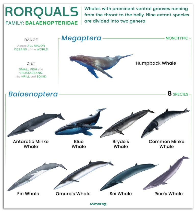 Rorqual (Balaenopteridae)
