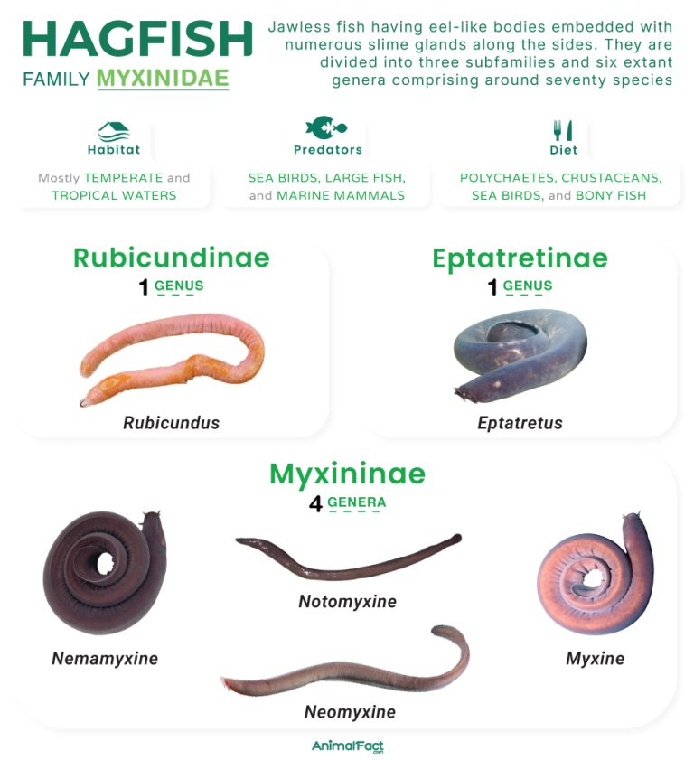 Hagfish (Myxinidae)