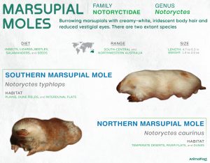 Marsupial Mole (Notoryctidae)