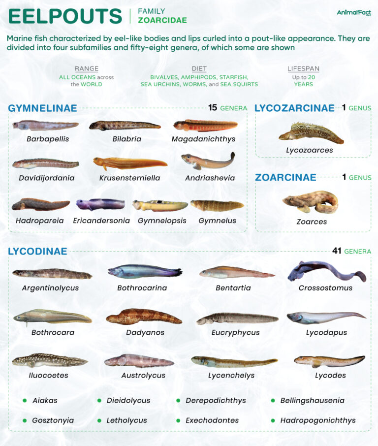 Eelpout (Zoarcidae)