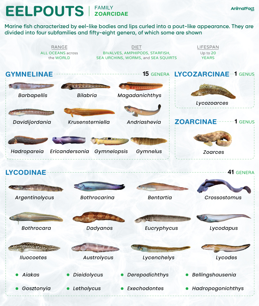 Eelpout (Zoarcidae)