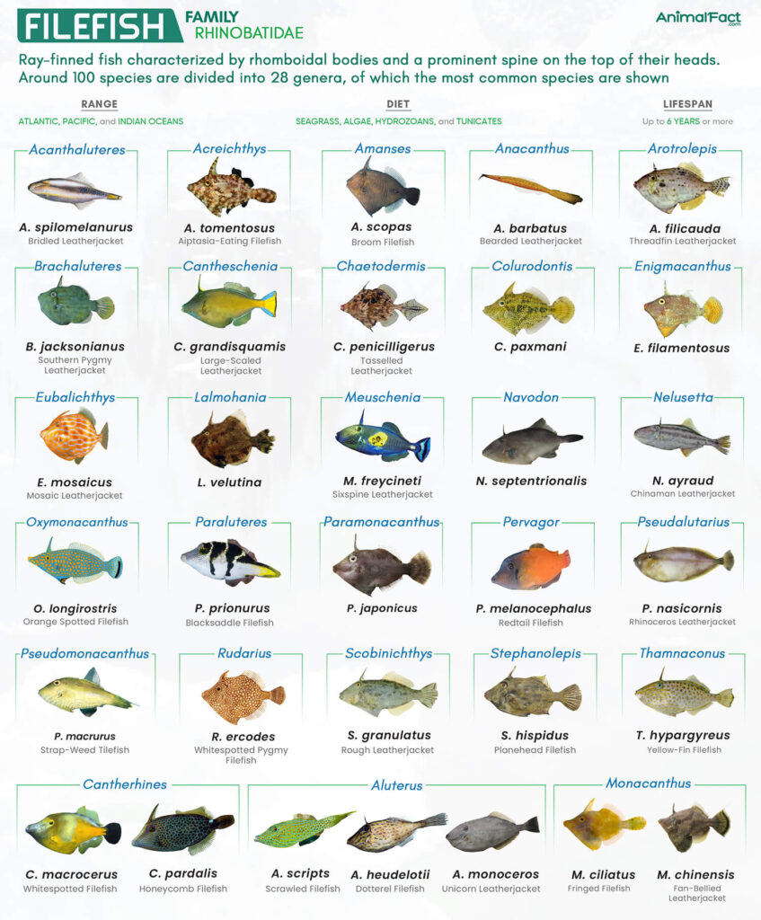 Filefish (Rhinobatidae)