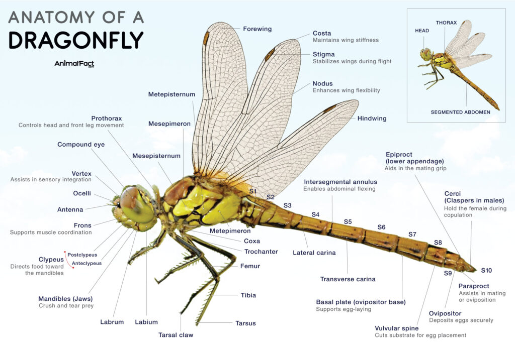 Dragonfly Anatomy