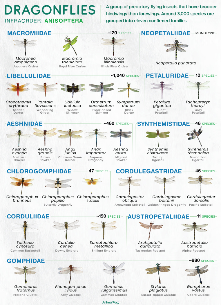 Dragonfly (Types, Species, Anisoptera)