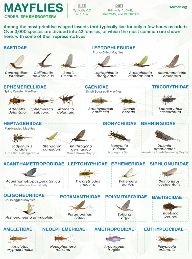 Mayfly (Ephemeroptera)