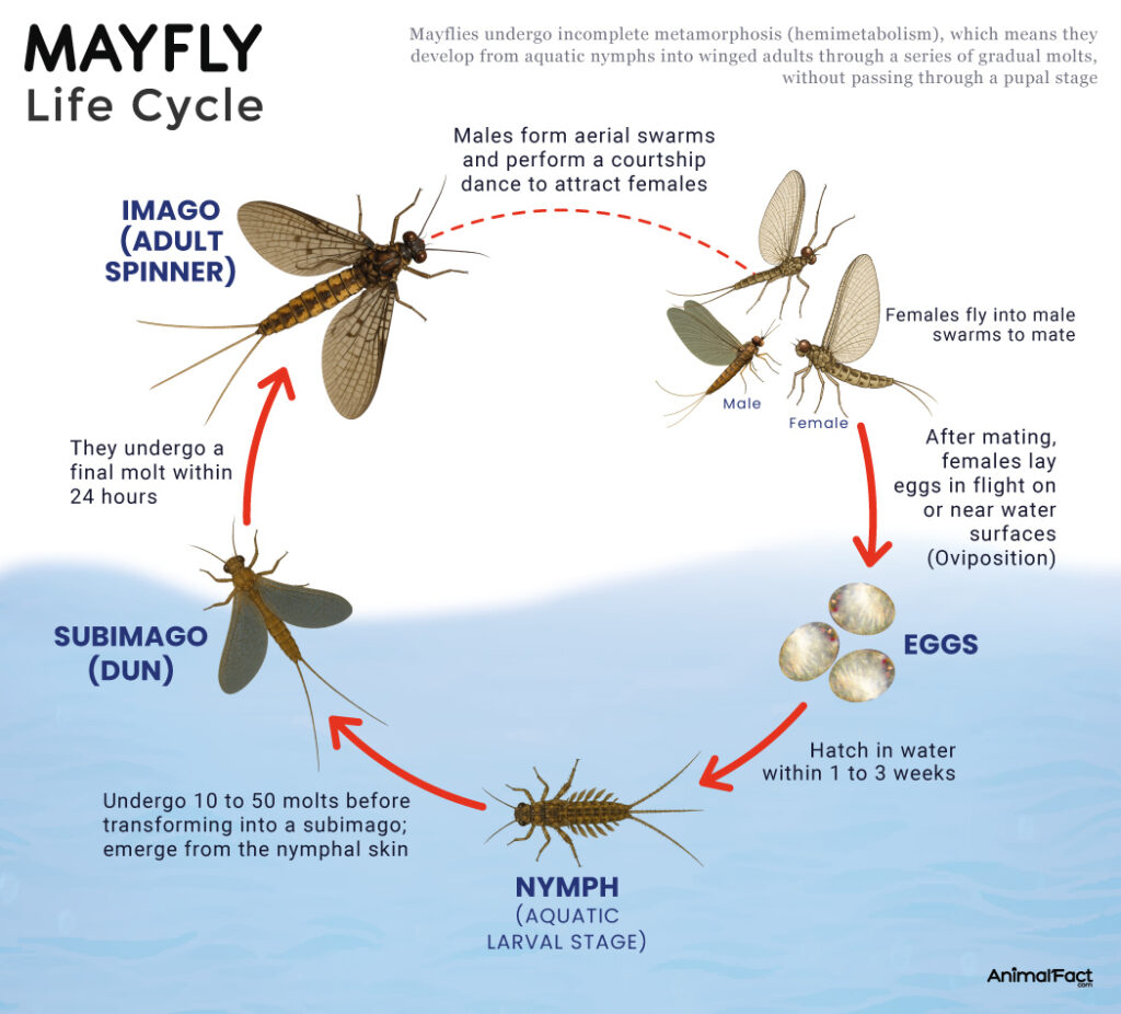 Mayfly Life Cycle