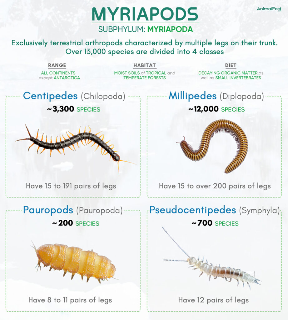 Myriapods (Myriapoda)