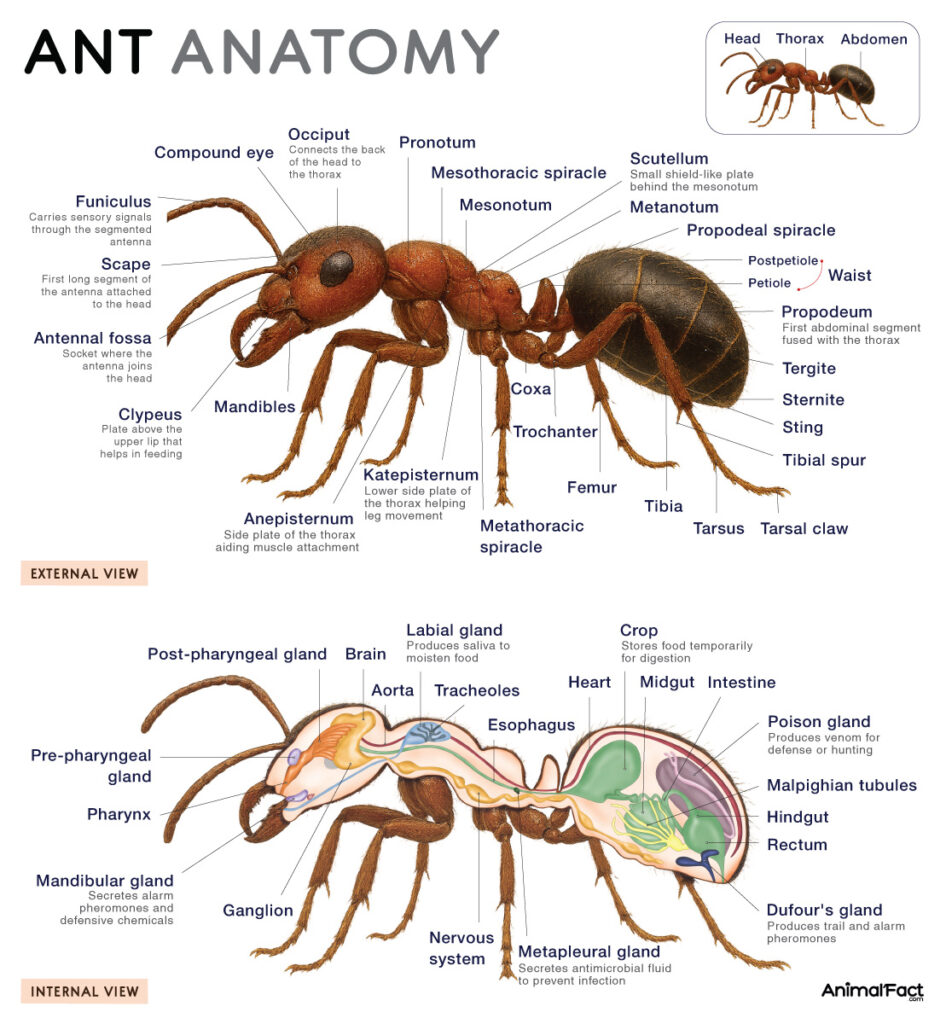 Ant Anatomy