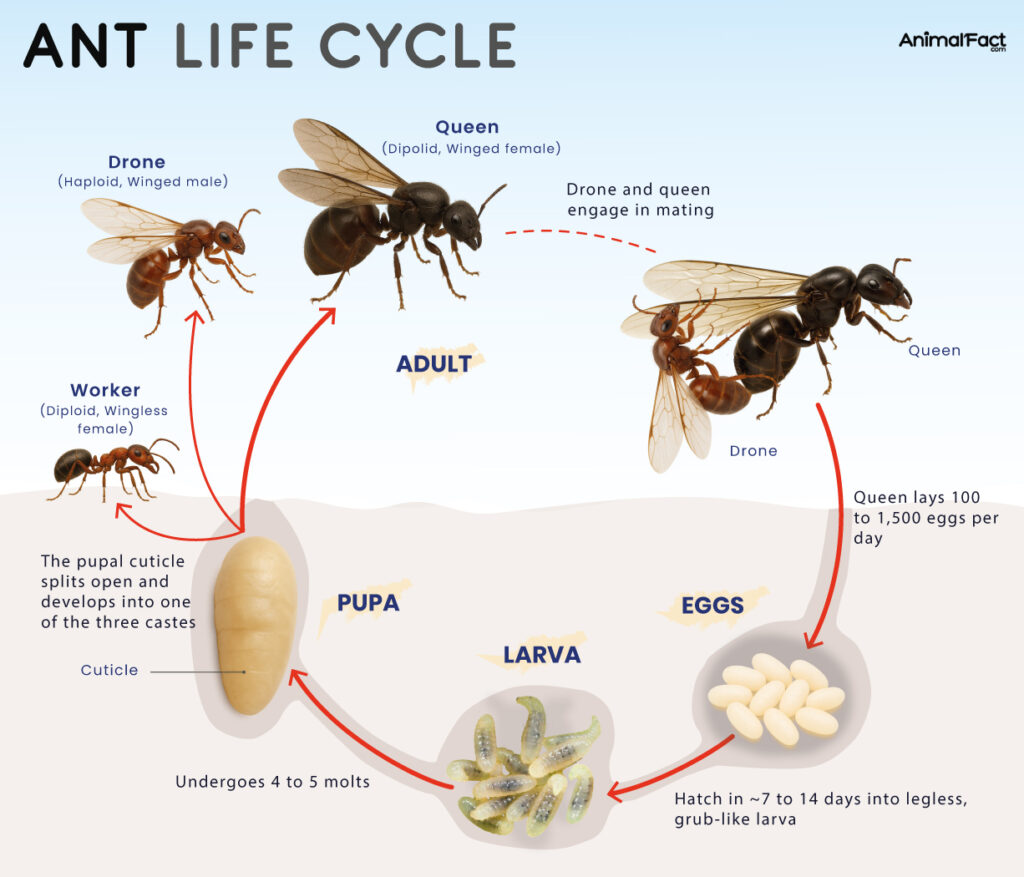 Ant Life Cycle