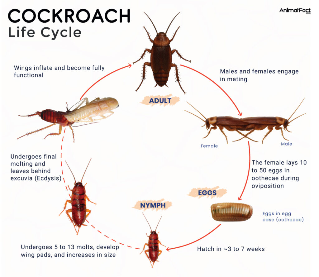 Cockroach Life Cycle