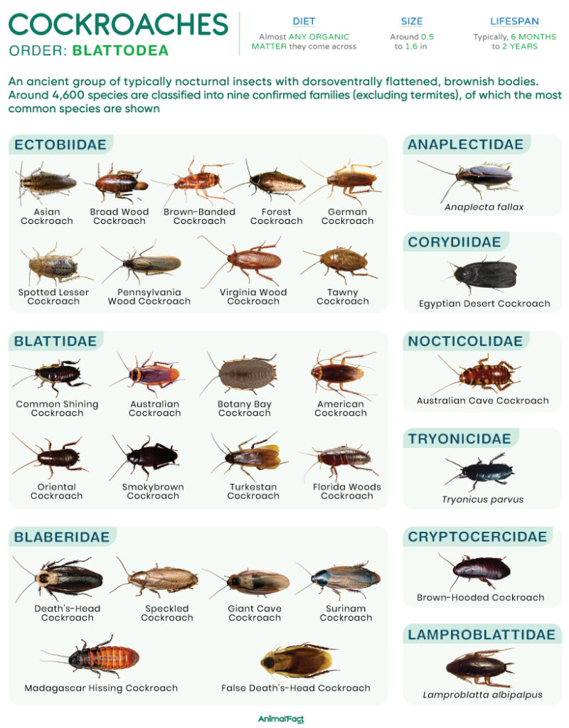 Cockroach (Types and Species)