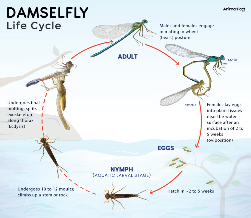 Damselfly Life Cycle