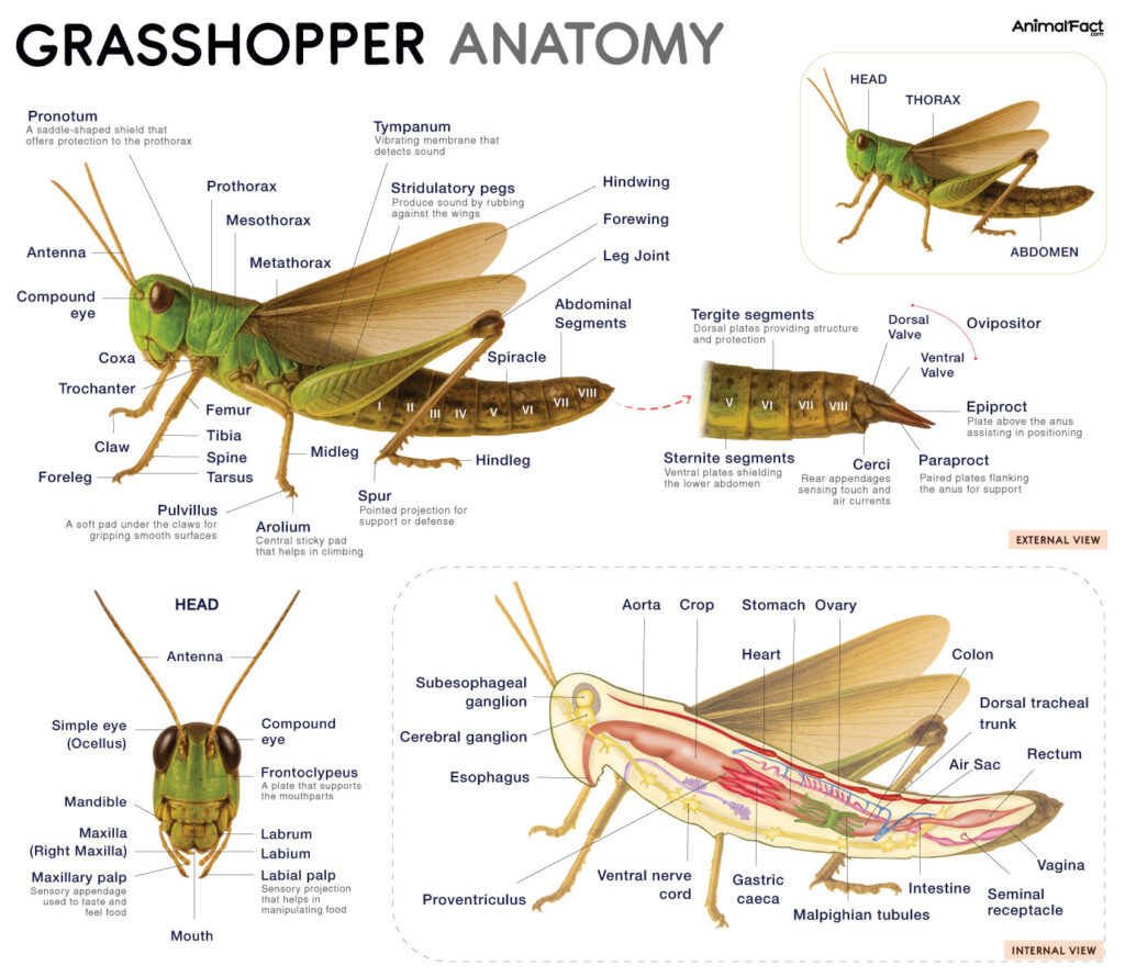 Grasshopper Anatomy