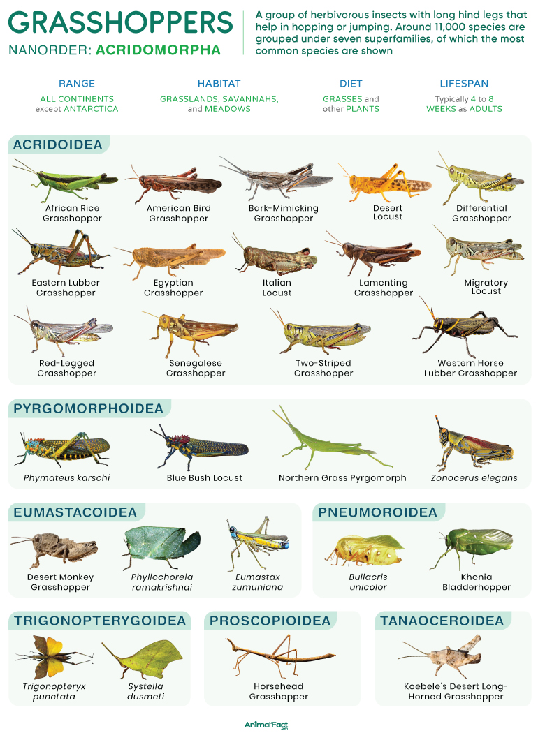 Grasshopper (Types and Species)