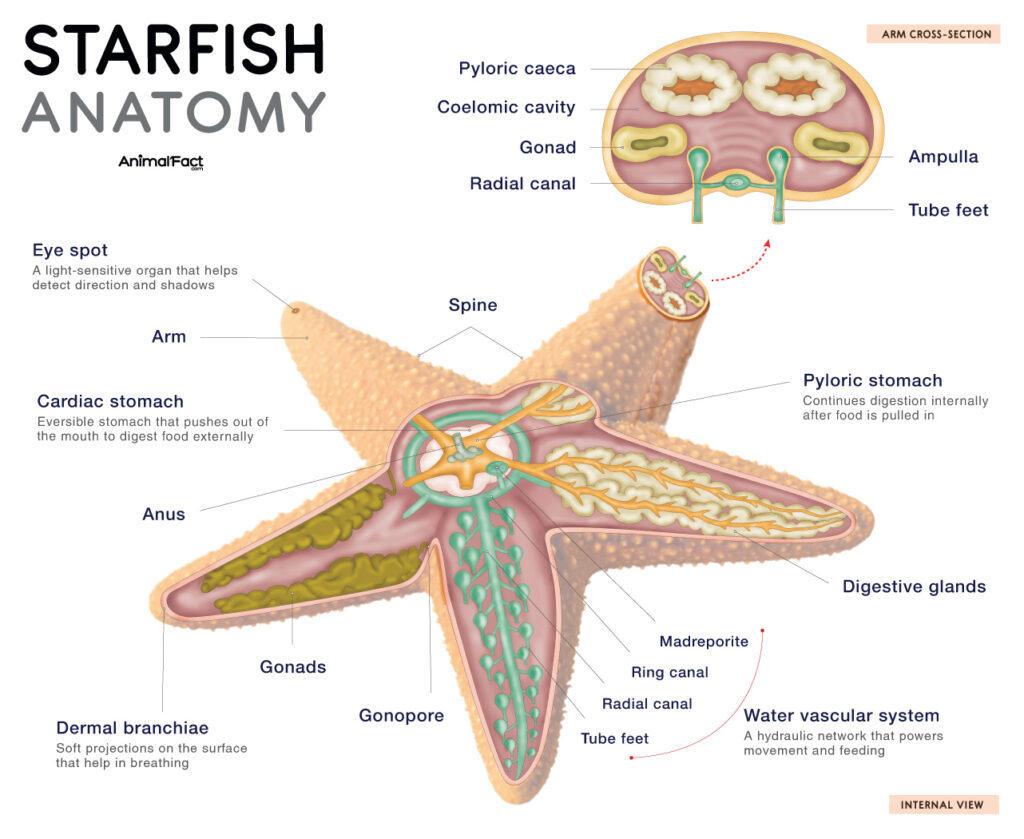 Starfish Sea Star Anatomy