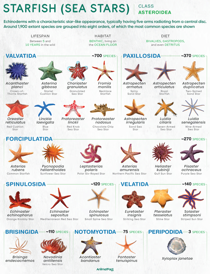 Starfish (Sea Star, Asteroidea)