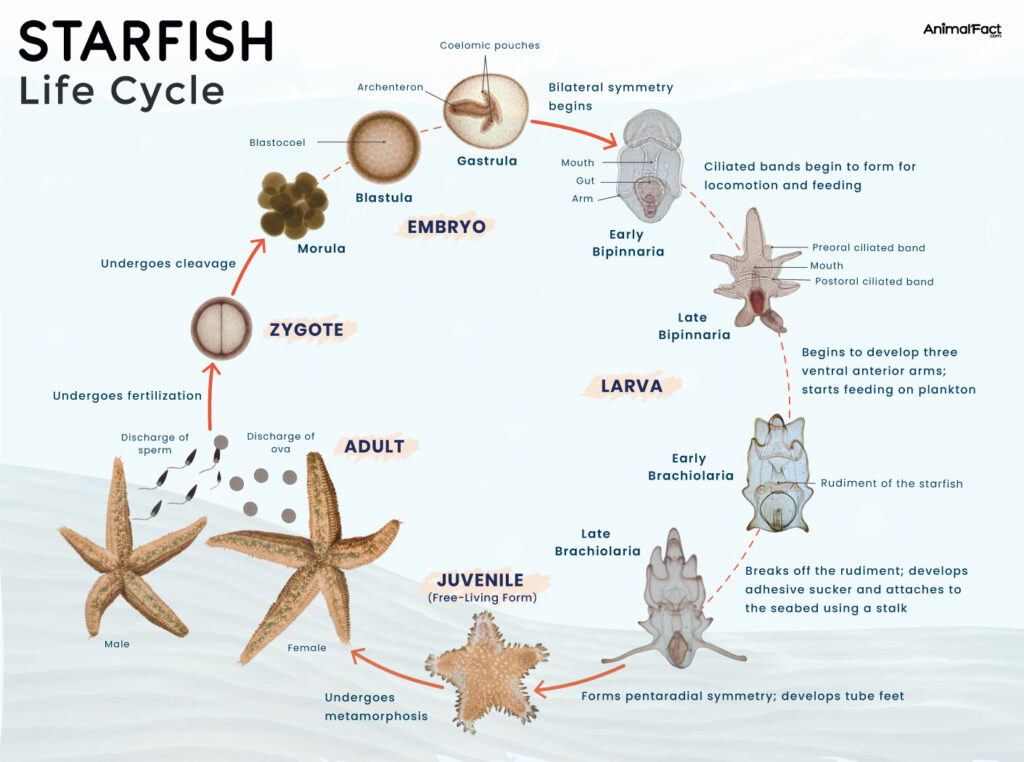 Starfish Sea Star Life Cycle