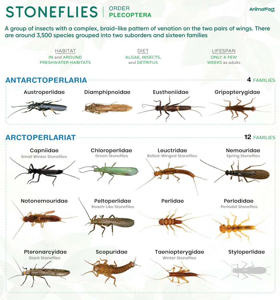Stonefly (Plecoptera)