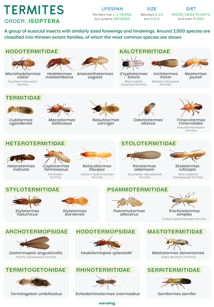 Termite (Isoptera and Types)
