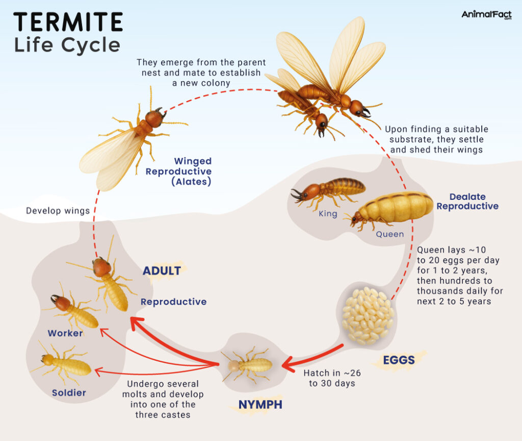 Termite Life Cycle