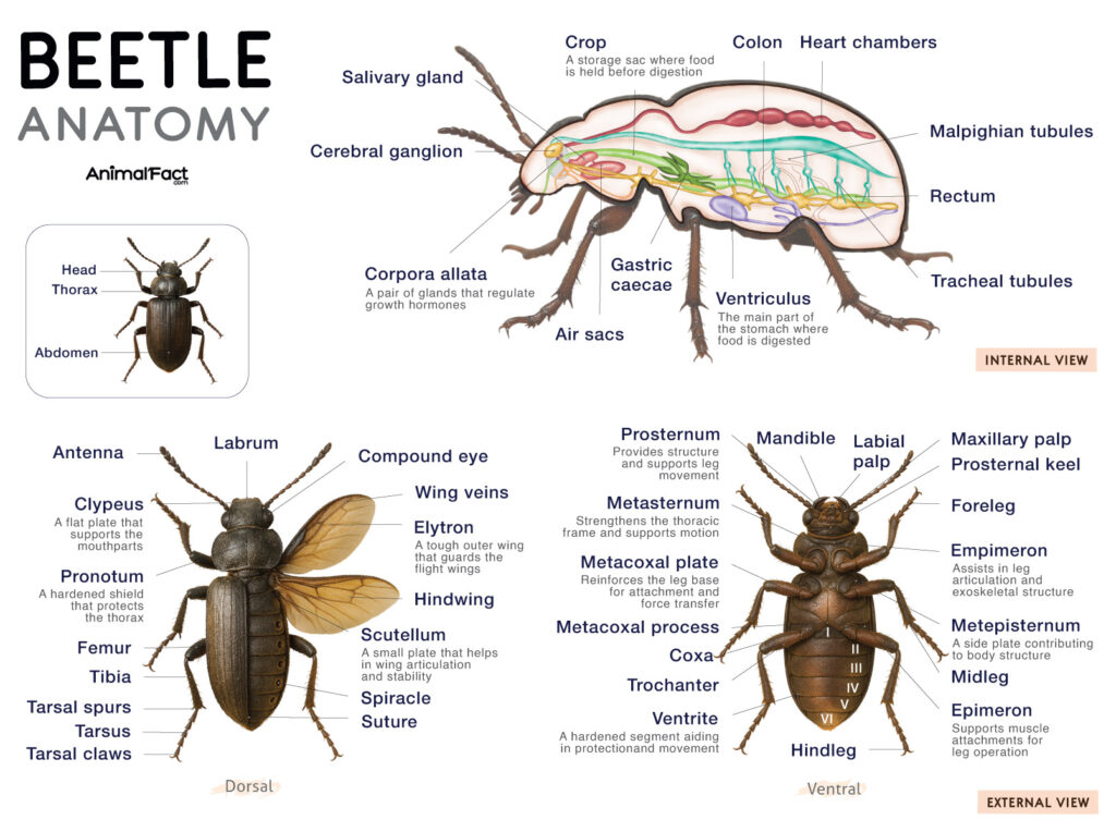 Beetle Anatomy