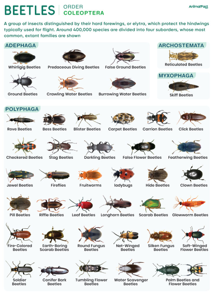 Beetle (Coleoptera)