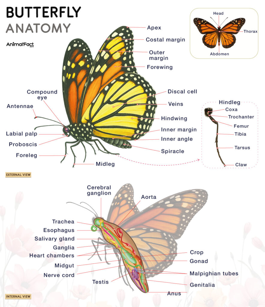 Butterfly Anatomy