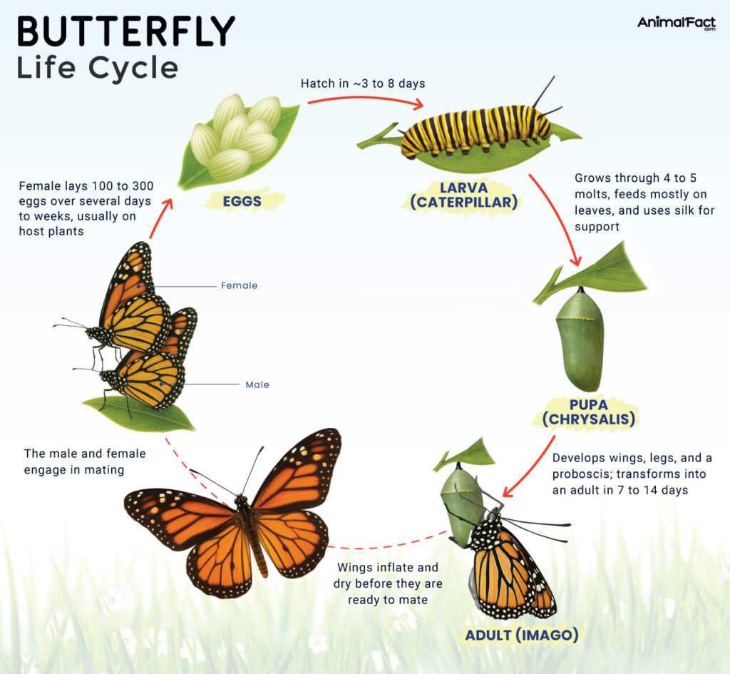 Butterfly Life Cycle