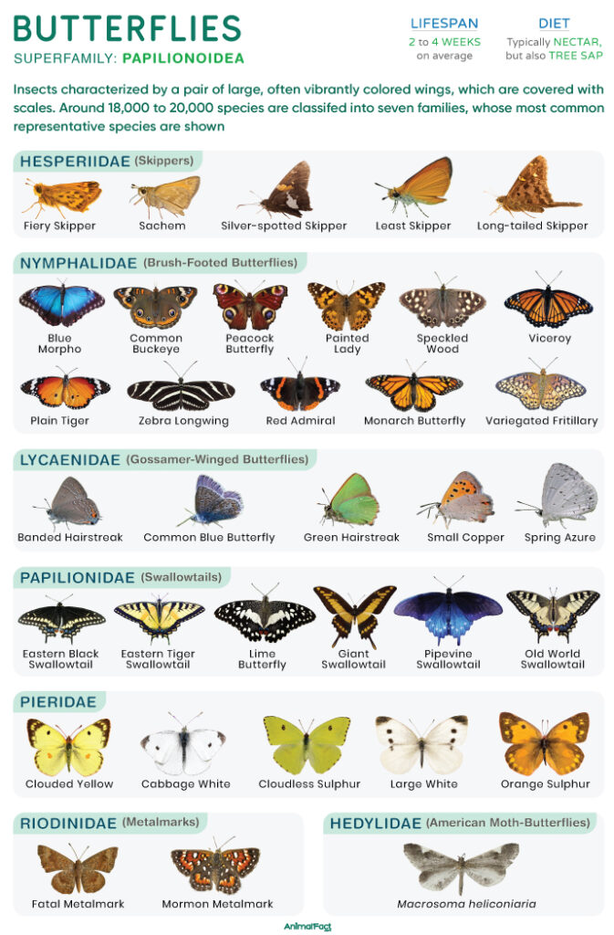 Butterfly (Types and Species)