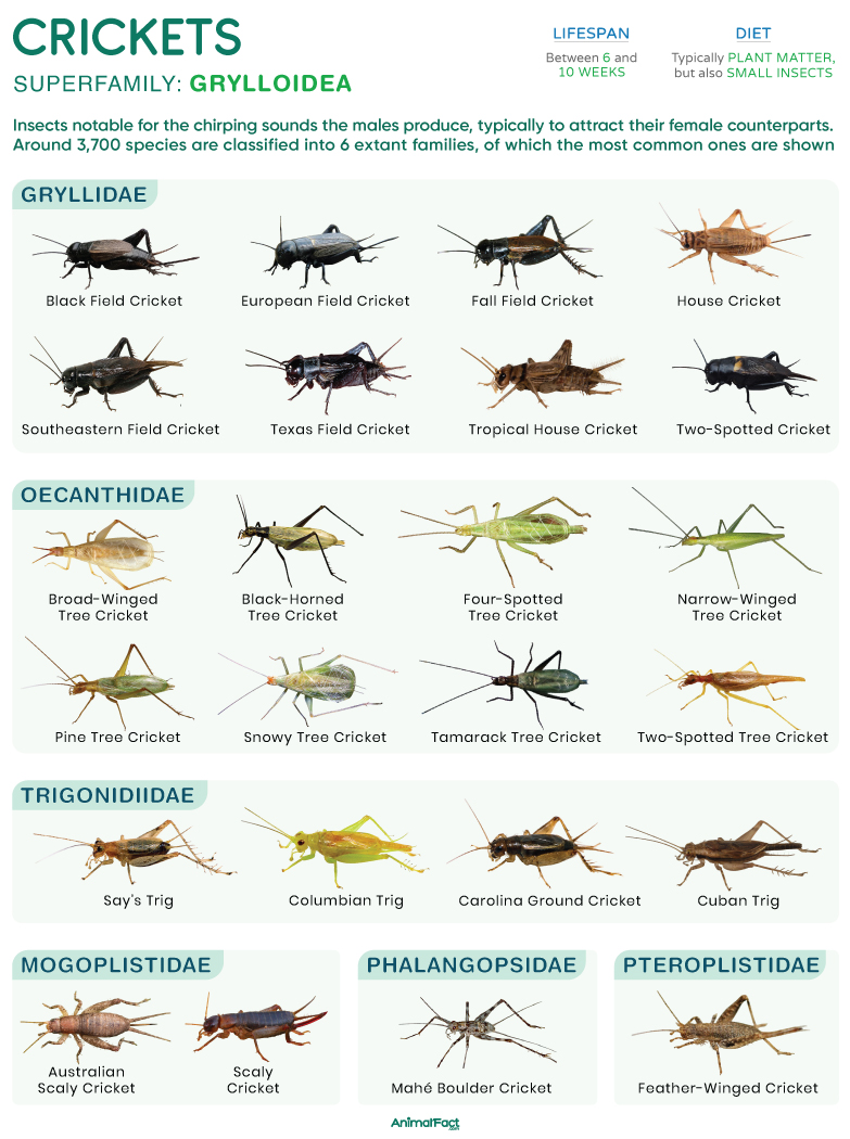 Cricket (Types and Species)