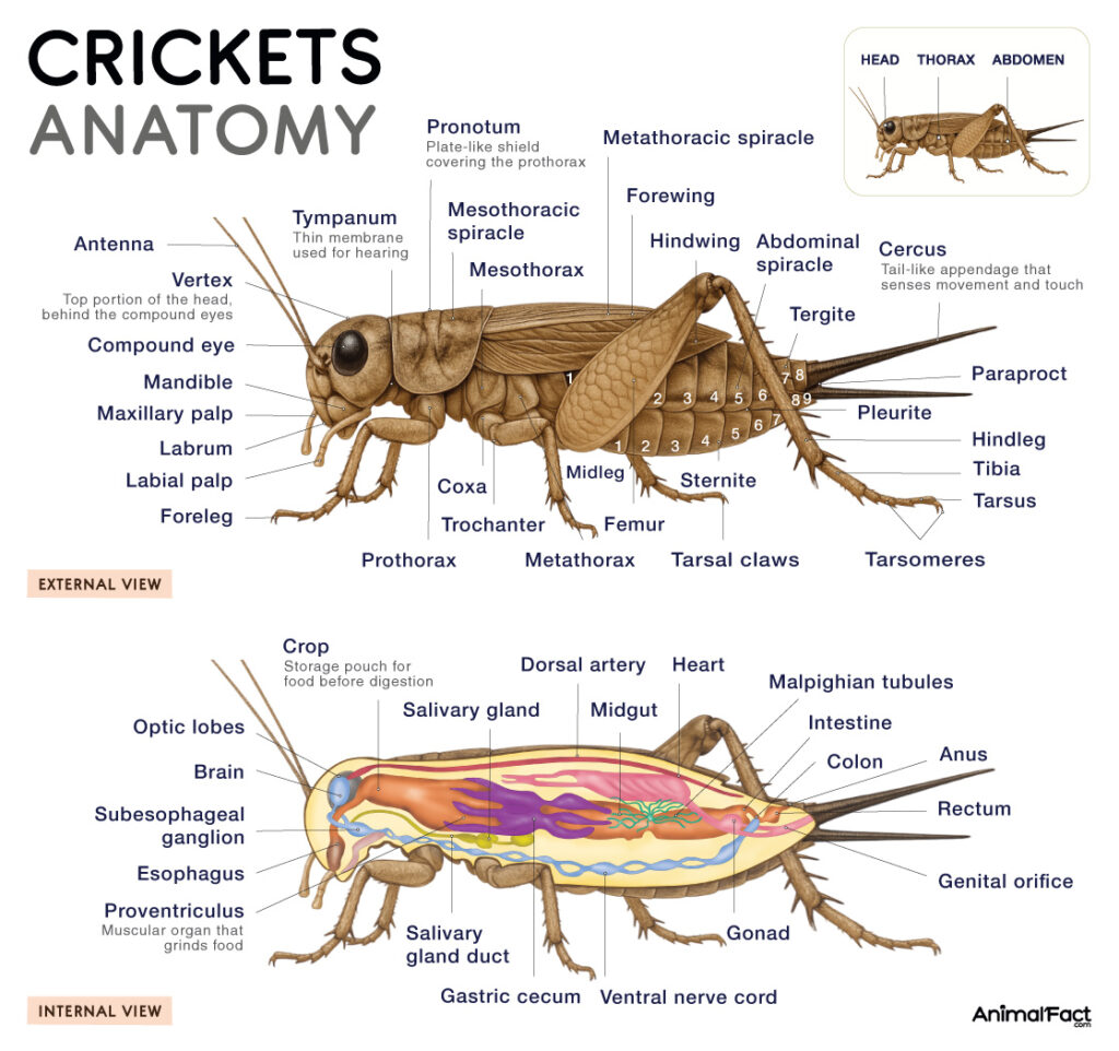 Crickets Anatomy