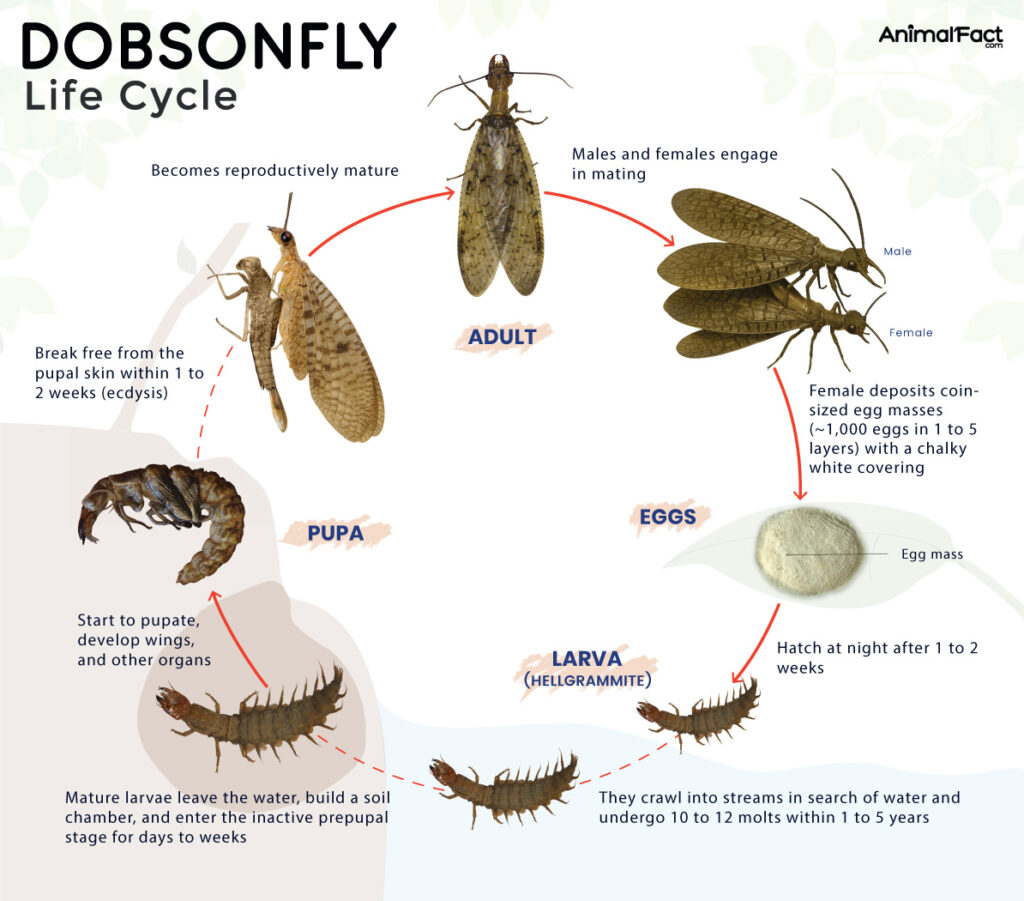 Dobsonfly Life Cycle