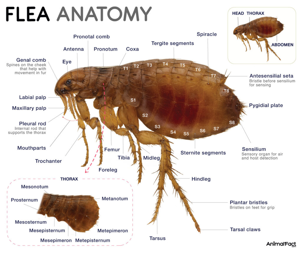 Flea Anatomy