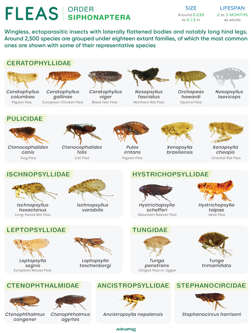 Flea (Siphonaptera)