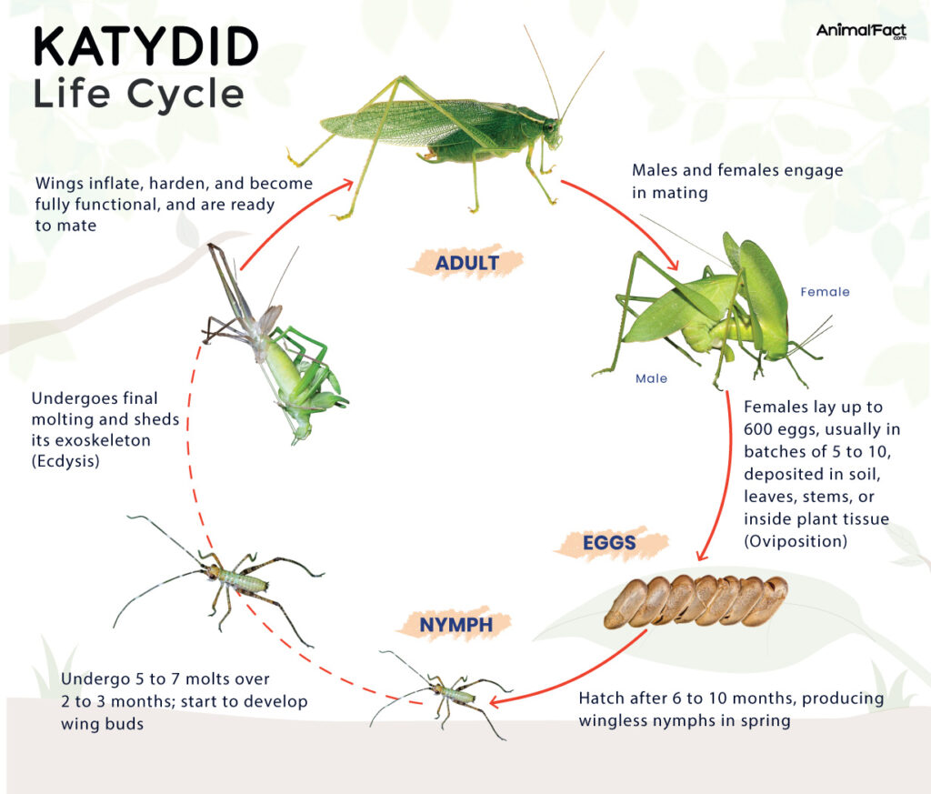 Katydid Life Cycle
