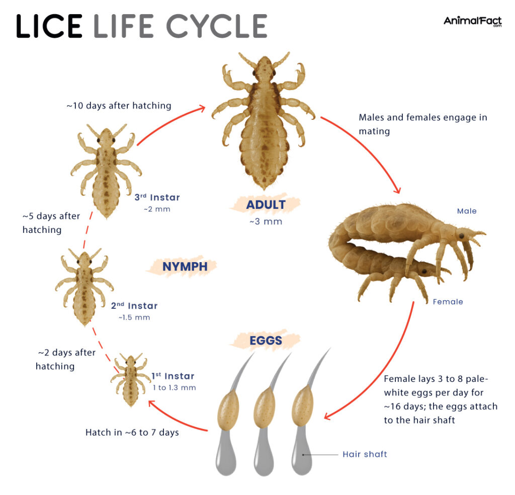 Lice Life Cycle