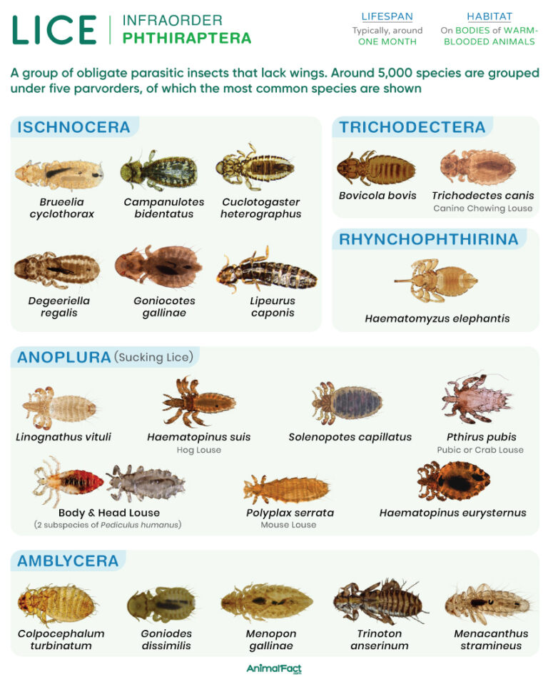 Lice (Louse and Types)