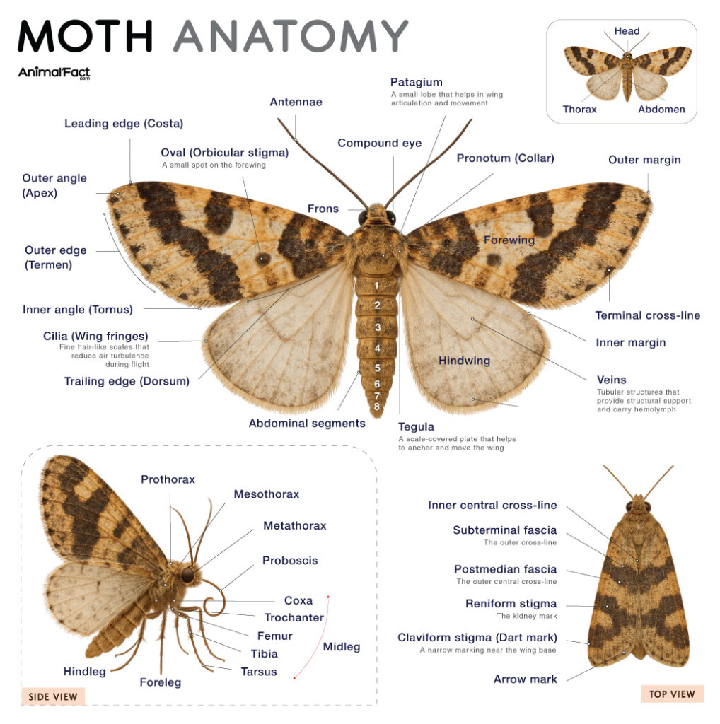Moth Anatomy