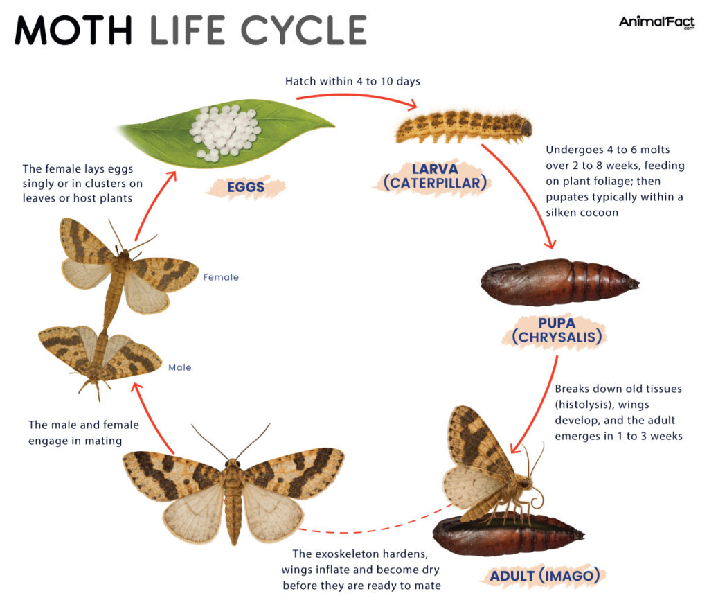 Moth Life Cycle