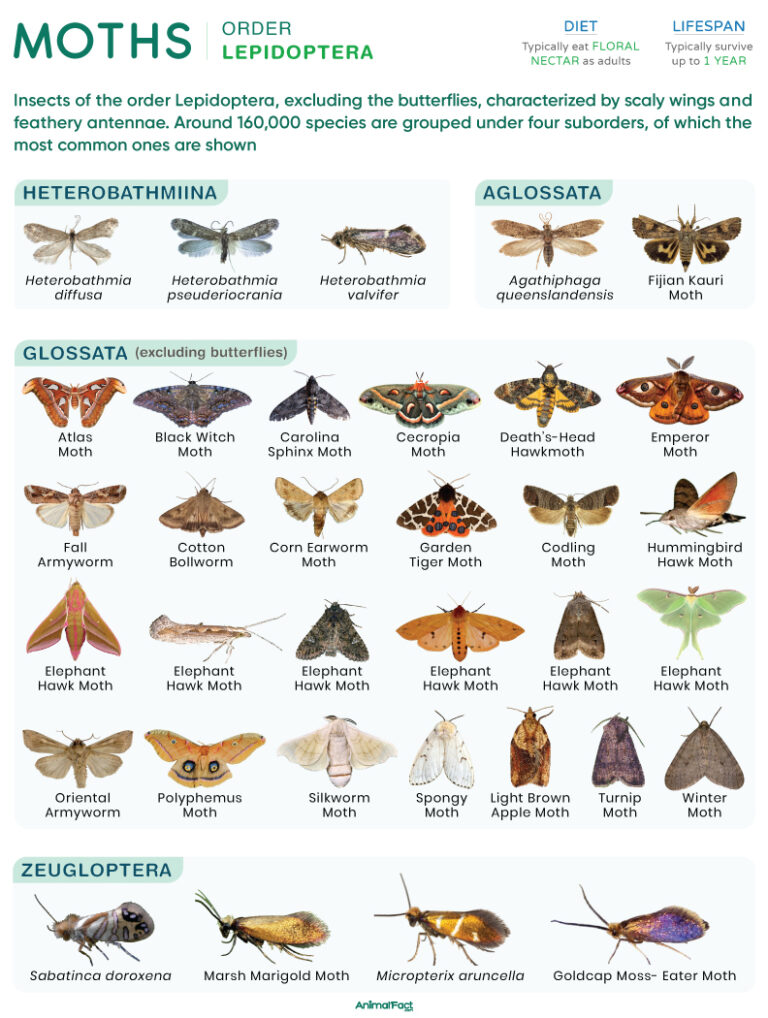 Moth (Types and Species)