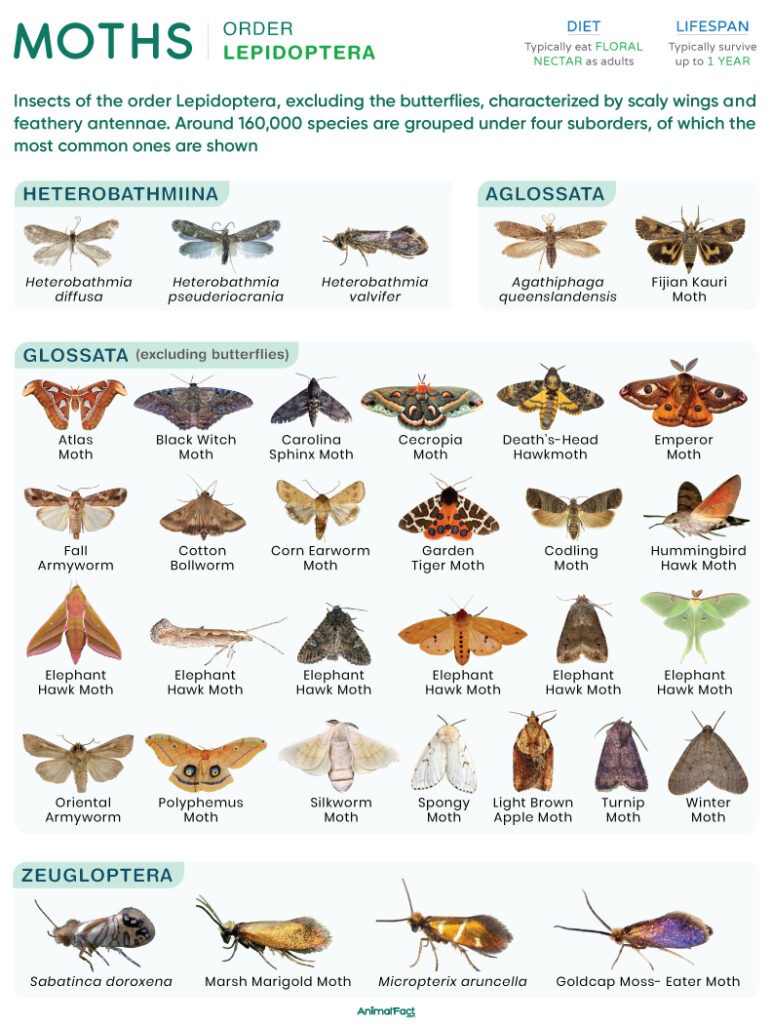 Moth (Types and Species)