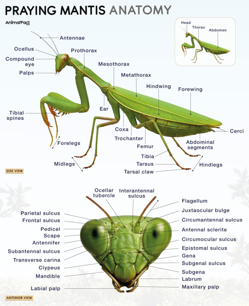 Praying Mantis Anatomy