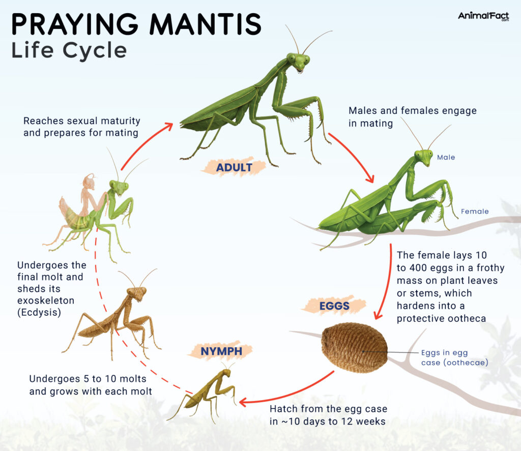 Praying Mantis Life Cycle