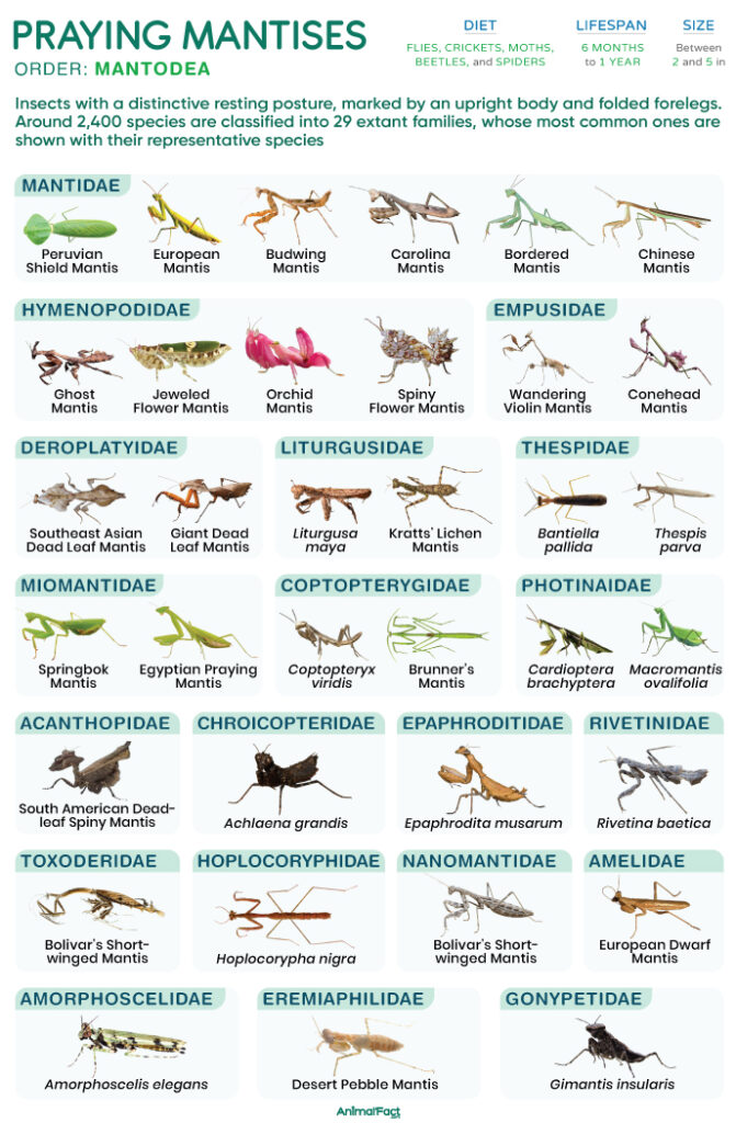 Praying Mantis (Mantis, Types, Mantodea)