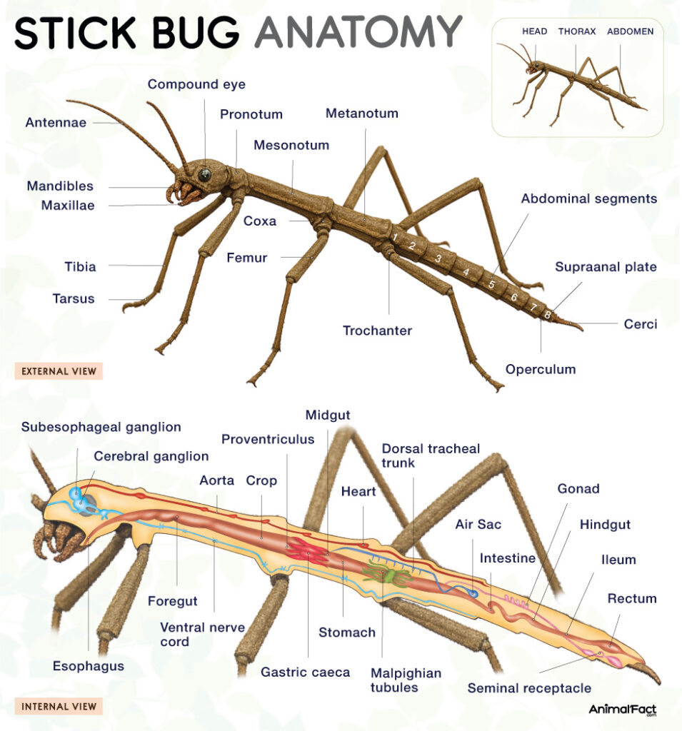 Stick Bug Anatomy