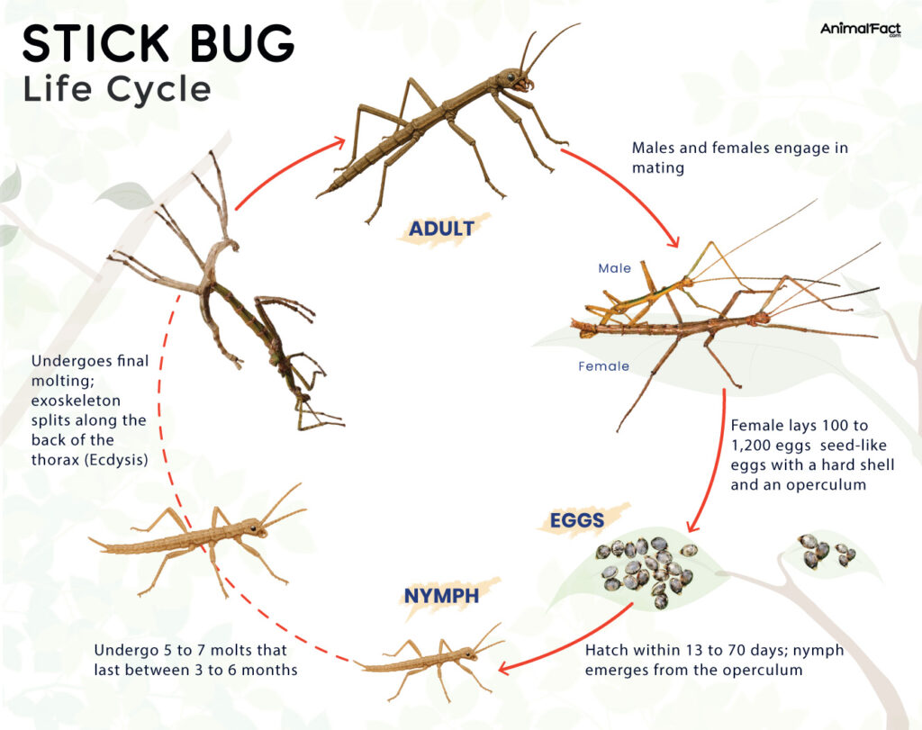 Stick Bug Life Cycle