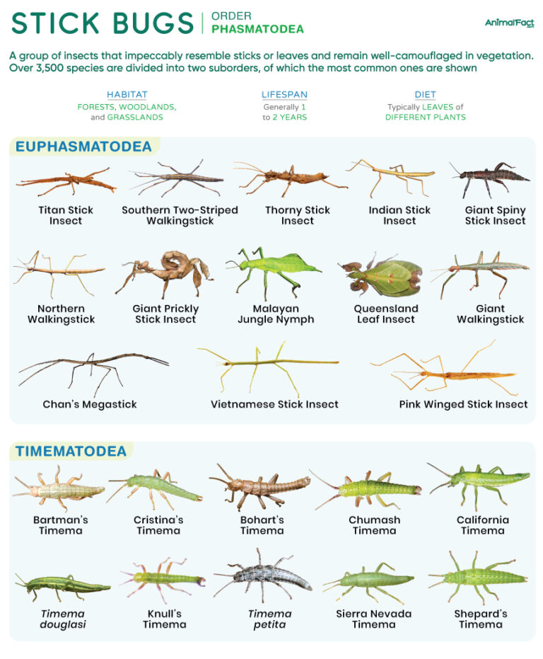 Stick Bug (Stick Insect Phasmatodea)